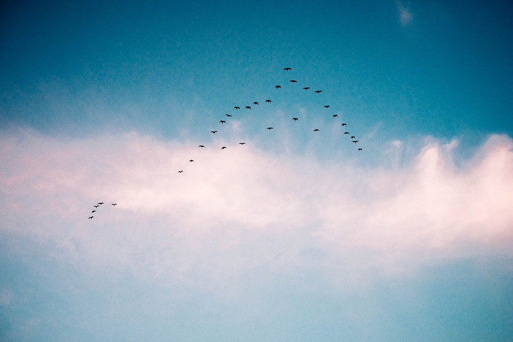 Blauer Himmel mit einem Vogelschwarm