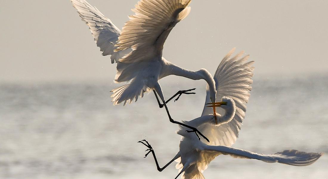 Zwei Reiher kämpfen miteinander über dem offenen Meer